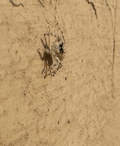 Plexippoides flavescens
