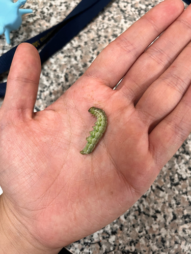 iNaturalist observation photo of Cutworm Moths and Allies