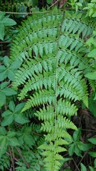 Microlepia nepalensis