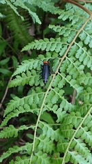 Microlepia nepalensis