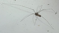 Arachnida