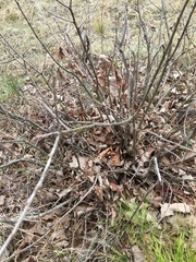 Amphibolips quercusilicifoliae