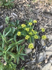 Tauschia arguta
