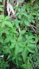 Ipomoea cairica
