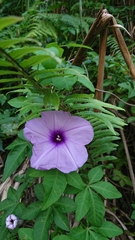 Ipomoea cairica