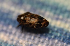 Brachys ovatus