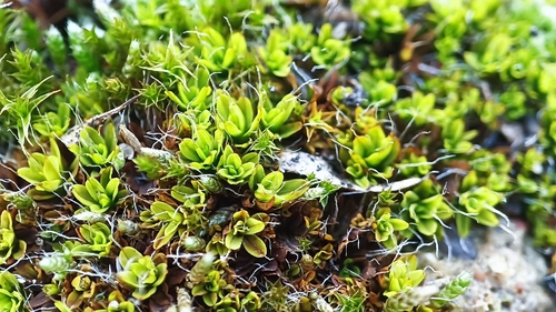 Wall Screw-moss