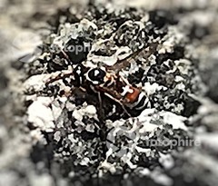 Pterocheilus
