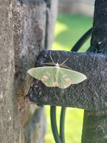 Blotched Emerald