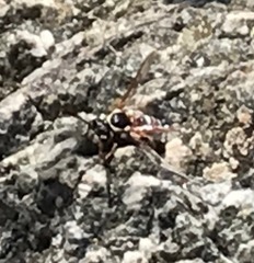 Pterocheilus
