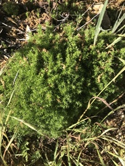 Galium andrewsii