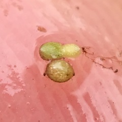 Wolffia brasiliensis