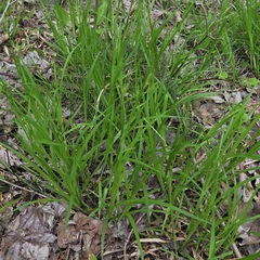 Carex gracillima