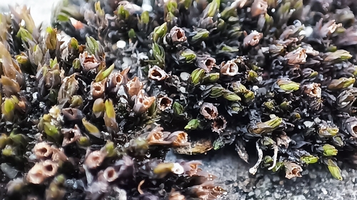 Schistidium submuticum