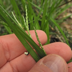 Carex gracillima