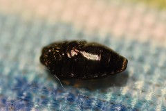 Brachys ovatus