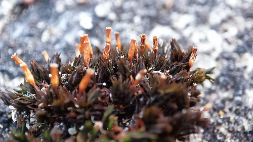 Anomalous Bristle-moss