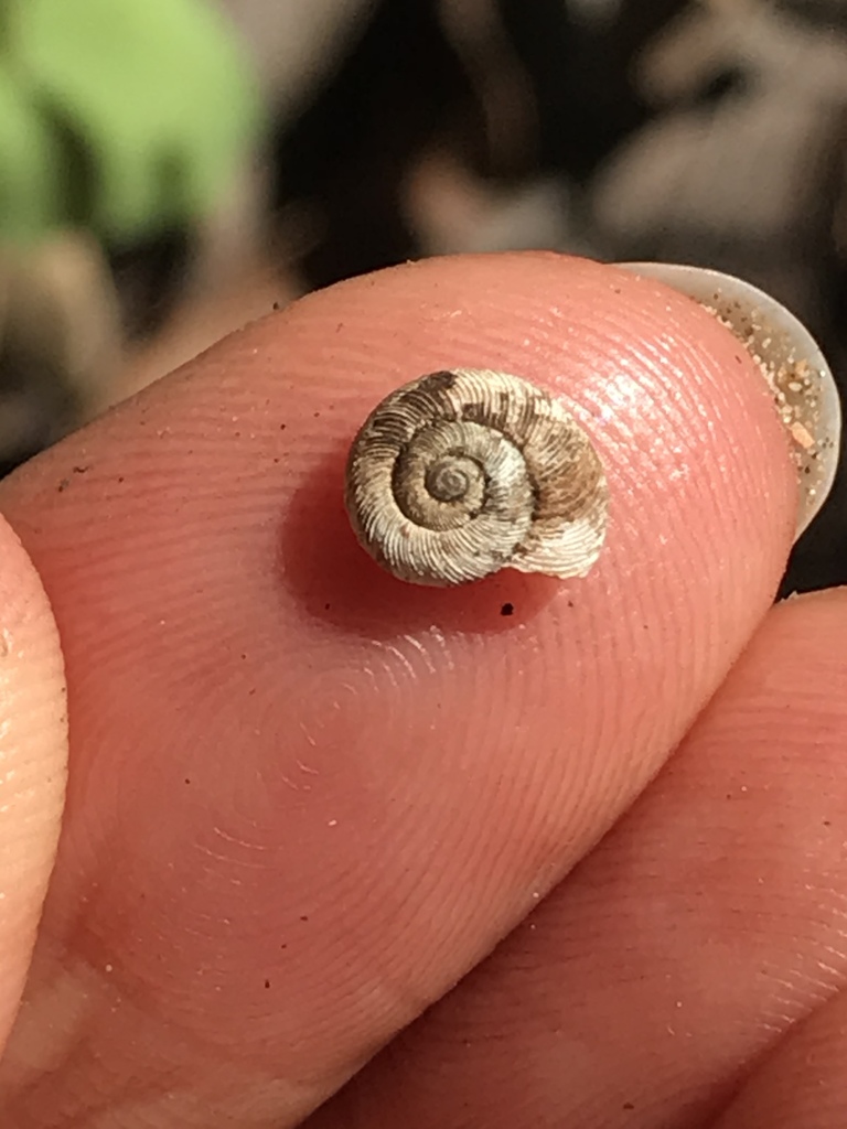 slotted lancetooth