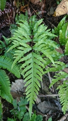 Pteris semipinnata
