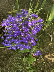 Lobelia erinus