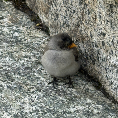Gorrión alpino (Montifringilla nivalis)