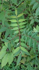 Tetradium glabrifolium