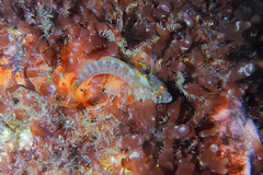 Notoclinops yaldwyni