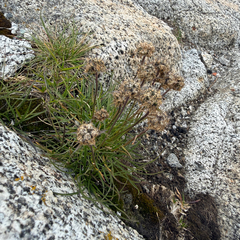 Phyteuma hemisphaericum, photograph (c) Carrie Seltzer, some rights reserved (CC BY)