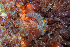 Notoclinops yaldwyni