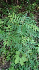 Tetradium glabrifolium