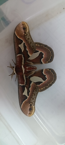 Rothchild's Atlas Moth