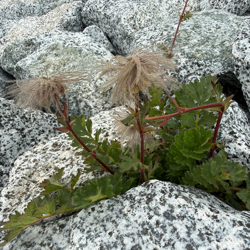 Geum reptans, photograph 4