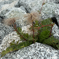 (c) Carrie Seltzer, some rights reserved (CC BY) Geum reptans, photograph (c) Carrie Seltzer, some rights reserved (CC BY)