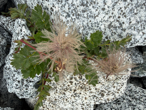 Geum reptans, photograph 5