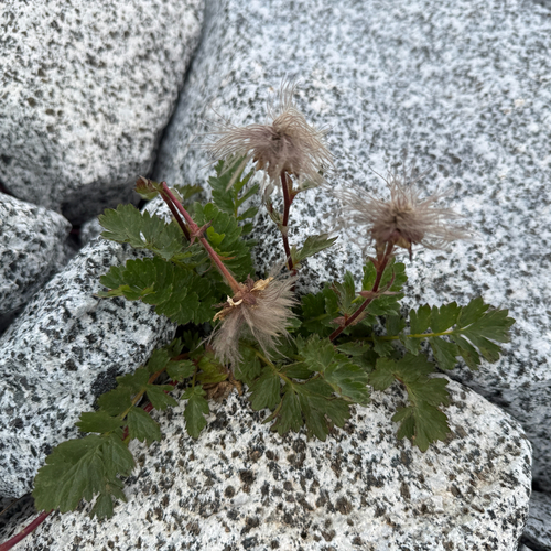 Geum reptans, photograph 6