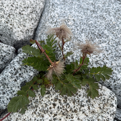 Geum reptans, photograph (c) Carrie Seltzer, some rights reserved (CC BY)
