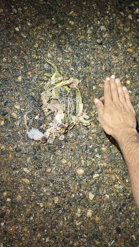 Indus Valley Bullfrog