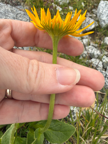 Doronicum clusii, photograph 2