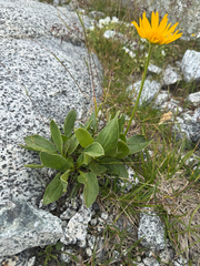(c) Carrie Seltzer, some rights reserved (CC BY) Doronicum clusii, photograph (c) Carrie Seltzer, some rights reserved (CC BY)