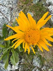 Doronicum clusii