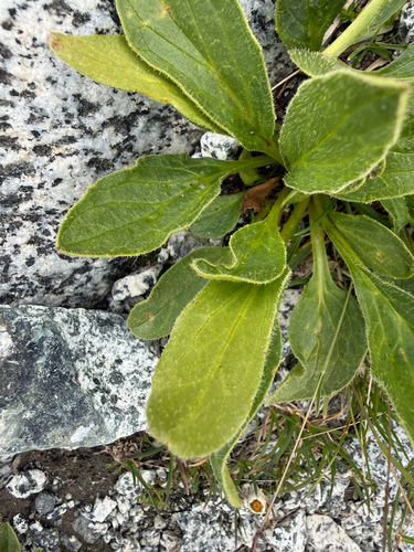 Doronicum clusii, photograph 5