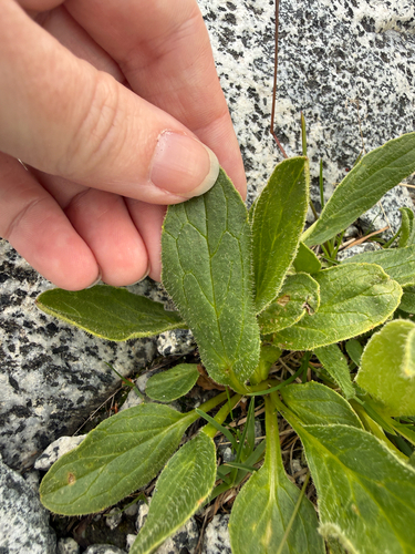 Doronicum clusii, photograph 4