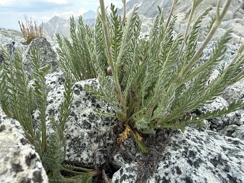 Achillea nana, photograph 5