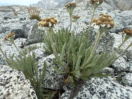 Achillea nana, photograph 4