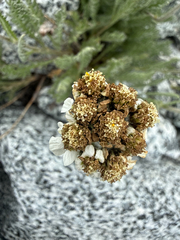 Achillea nana, photograph (c) Carrie Seltzer, some rights reserved (CC BY)