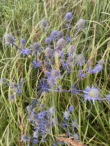 Blue Eryngo