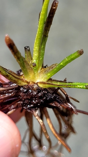 Isoetes lacustris observed 2026-08-17