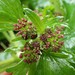 Azorella lyallii - Photo (c) Emma &amp; Tom, alguns direitos reservados (CC BY-NC), uploaded by Emma &amp; Tom