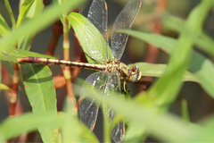 Arigomphus lentulus