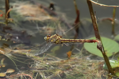 Arigomphus lentulus